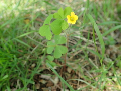 Oxalis