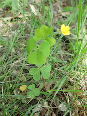 Oxalis