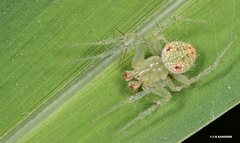 Araneus circulissparsus