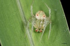 Araneus circulissparsus