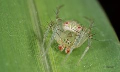 Araneus circulissparsus