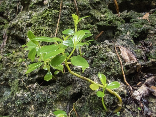 Peperomia pallida observed 2019-04-16