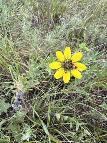 Image of Berlandiera betonicifolia by (c) Craig Hensley, some rights reserved (CC BY)