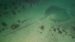 Hemitrygon fluviorum