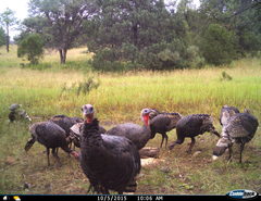 Meleagris gallopavo mexicana