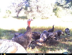 Meleagris gallopavo mexicana