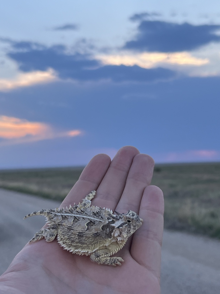 Texas Horned Lizard in July 2024 by Hunter D. Johnson · iNaturalist