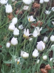 Aphanostephus skirrhobasis