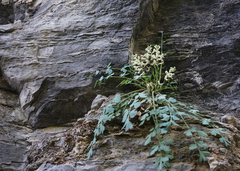 Corydalis fangshanensis