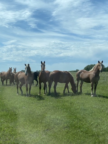 Domestic Horse