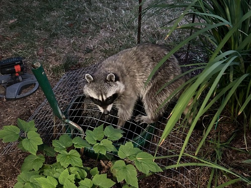 Common Raccoon photographed in Oregon