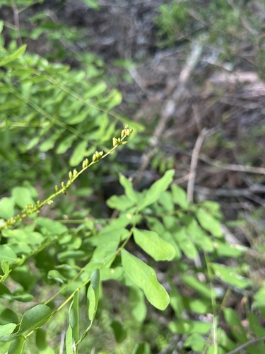 Amorpha glabra, 2024-07-10