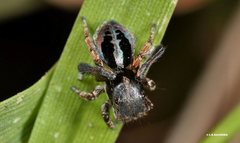 Maratus chrysomelas