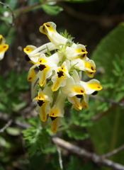 Corydalis scaberula