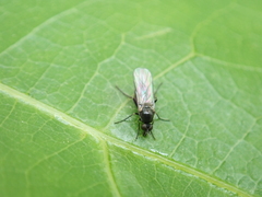 Diptera