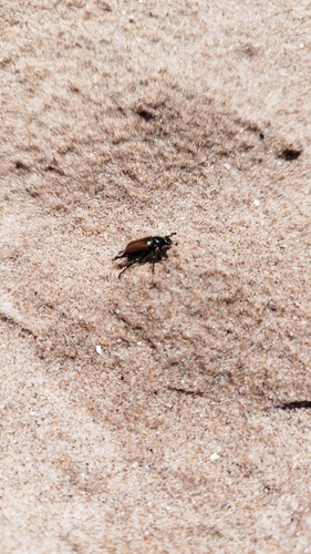 Garden Chafer photo 6