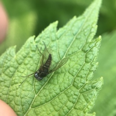 Chrysopilus proximus