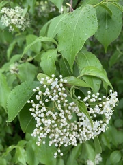 Viburnum lentago