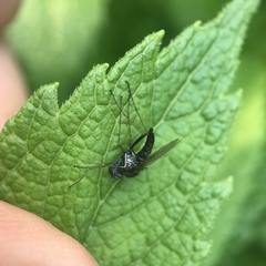 Chrysopilus proximus