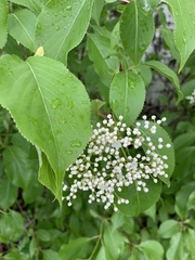 Viburnum lentago