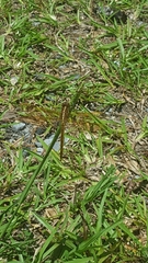 Libellula auripennis