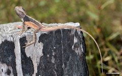 Diporiphora phaeospinosa