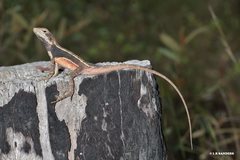 Diporiphora phaeospinosa