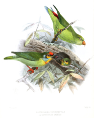 Crimson-Fronted Barbet photo 3