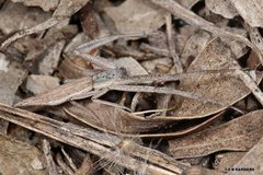 Monaeses brevicaudatus