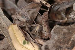 Monaeses brevicaudatus