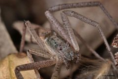 Monaeses brevicaudatus