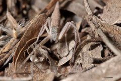 Monaeses brevicaudatus