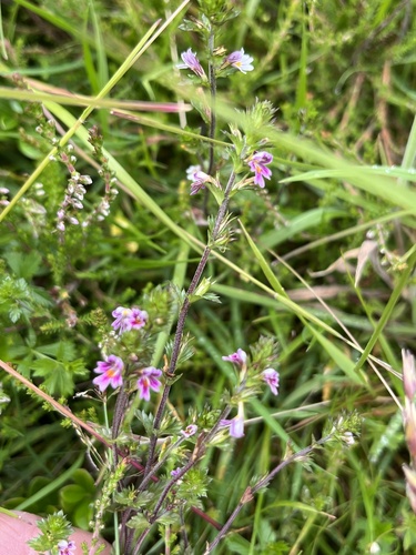 Euphrasia micrantha, photograph 3
