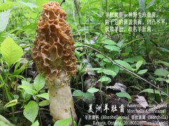 Morchella americana