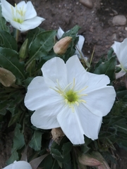Oenothera cespitosa cespitosa