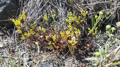 Sedum radiatum