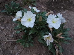 Oenothera cespitosa cespitosa