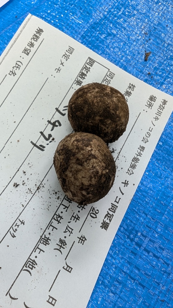 Astraeus hygrometricus · July 2024 · photo: © atsushi_nakajima_cirque (iNaturalist, cc-by)