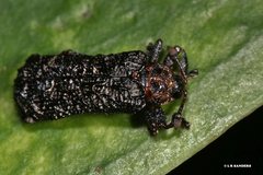 Octotoma scabripennis