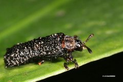 Octotoma scabripennis