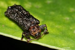 Octotoma scabripennis