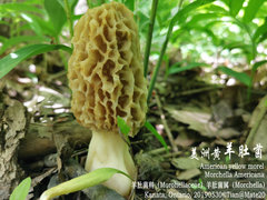 Morchella americana