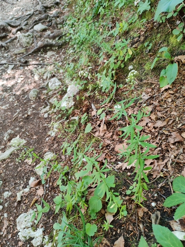 Galium intermedium, photograph 4