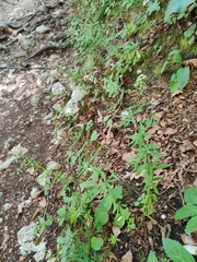 Galium intermedium, photograph Ljaž, CC BY, iNaturalist via GBIF