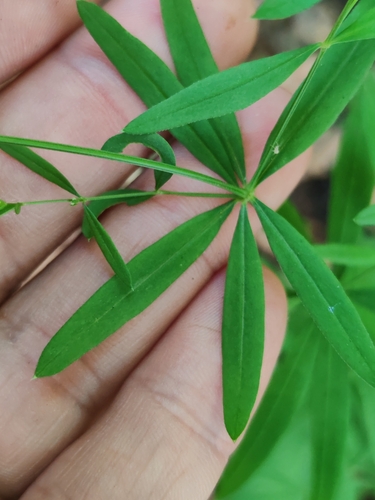 Galium intermedium, photograph 5