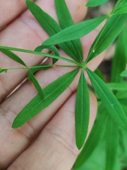 Galium intermedium, photograph Ljaž, CC BY, iNaturalist via GBIF