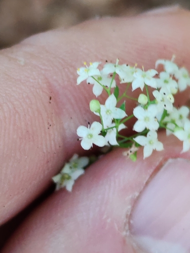 Galium intermedium, photograph 6