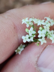 Galium intermedium, photograph Ljaž, CC BY, iNaturalist via GBIF