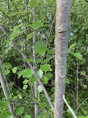Populus alba