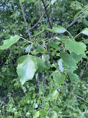 Populus alba